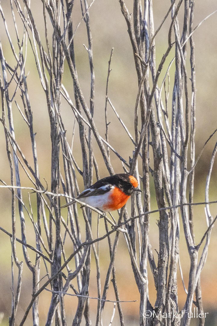 rødkroneflueskvett - ML643169953