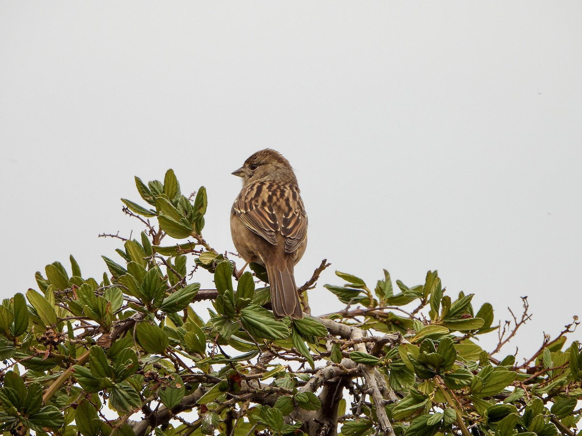 Golden-crowned Sparrow - ML643169959