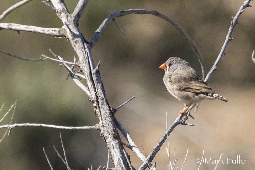 sundaastrild - ML643169980