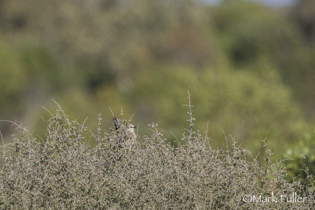 østmulgatrost - ML643169983