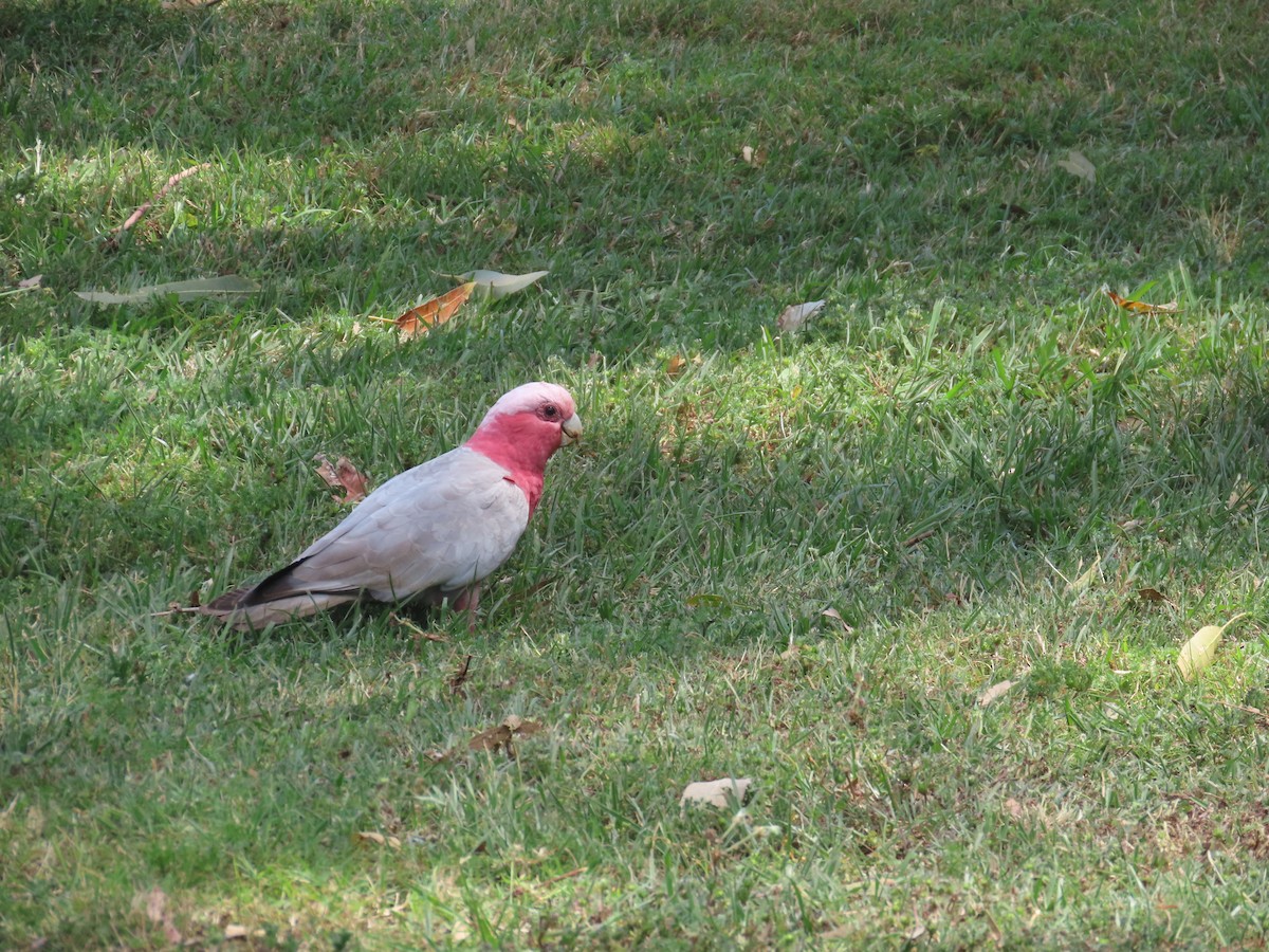 Galah - ML643170013