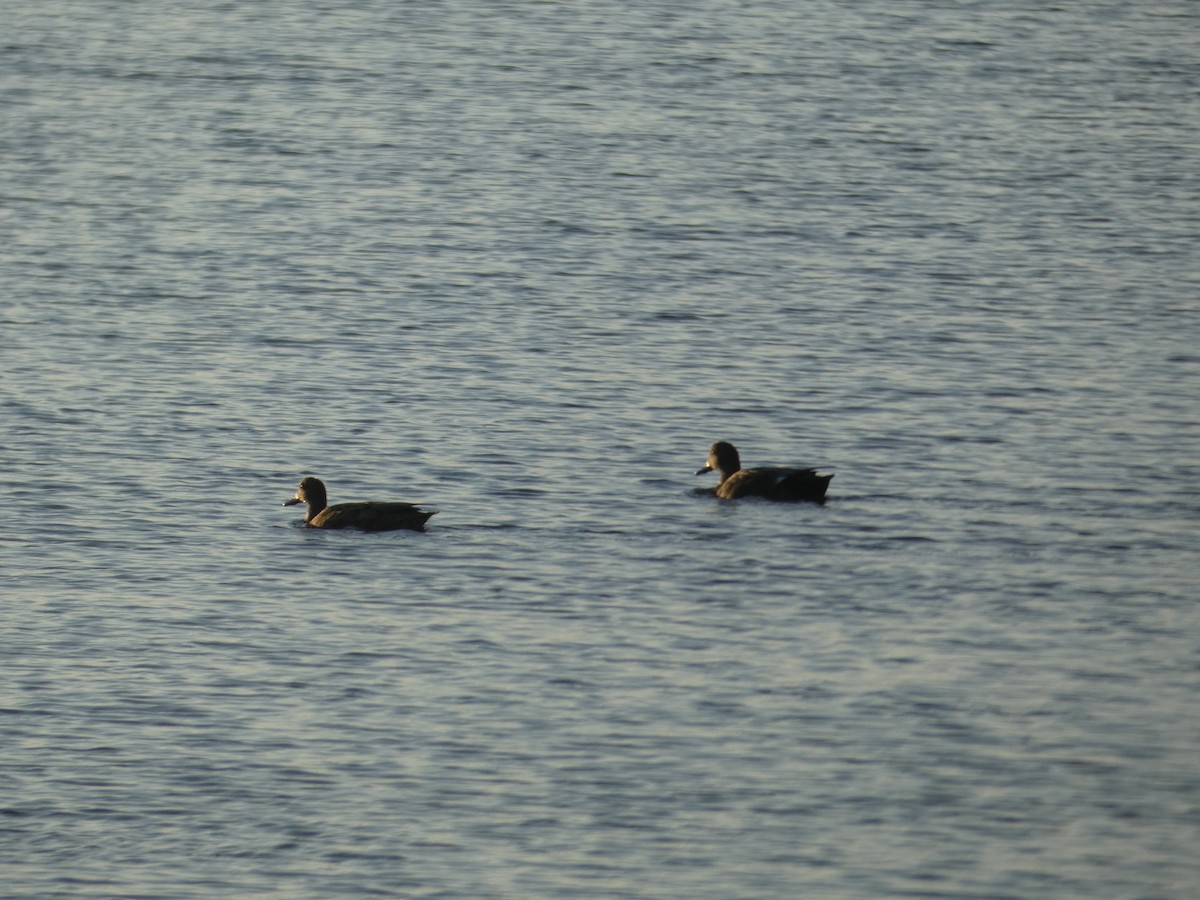 Gadwall - ML643170014