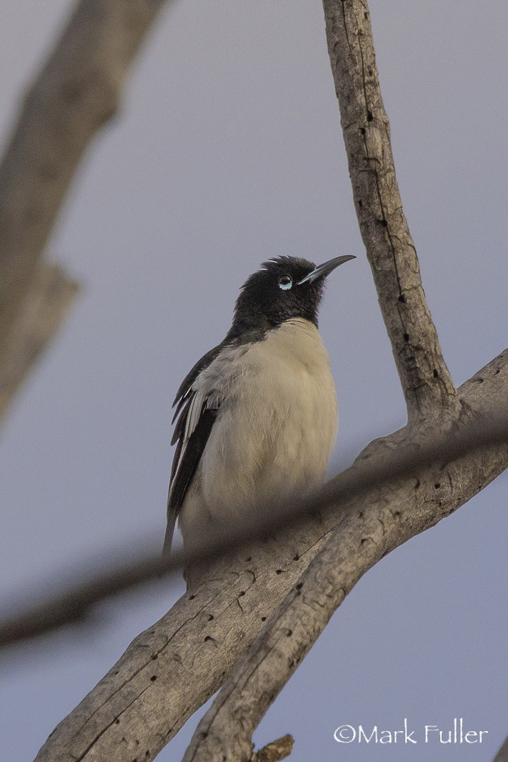 hvitvingehonningeter - ML643170016