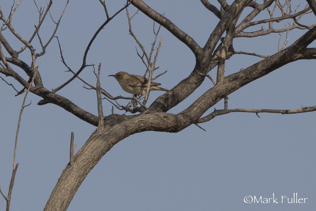 hvitvingehonningeter - ML643170017