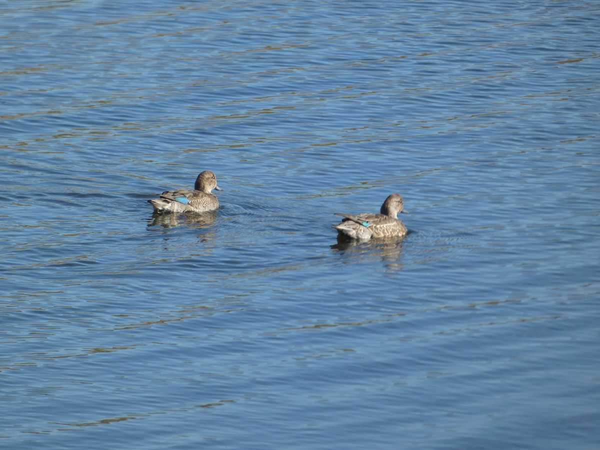 Green-winged Teal - ML643170024
