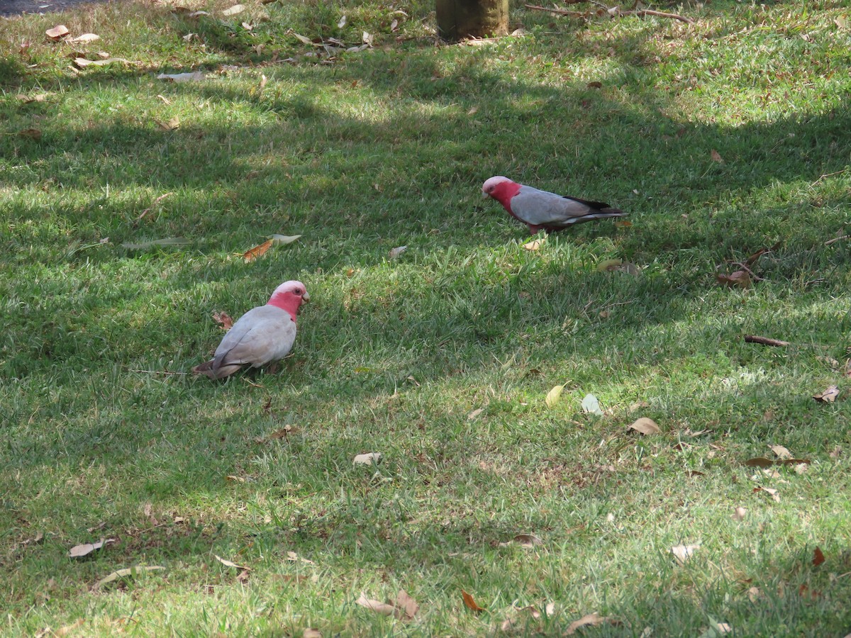 Galah - ML643170027