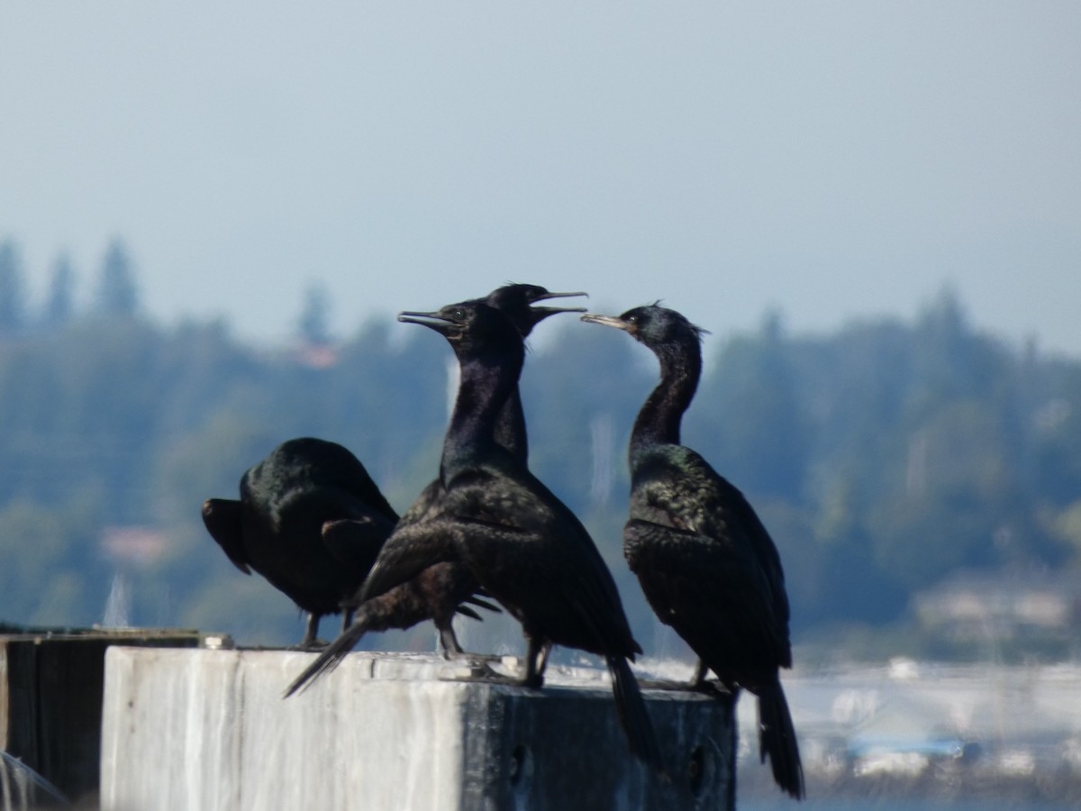Pelagic Cormorant - ML643170030