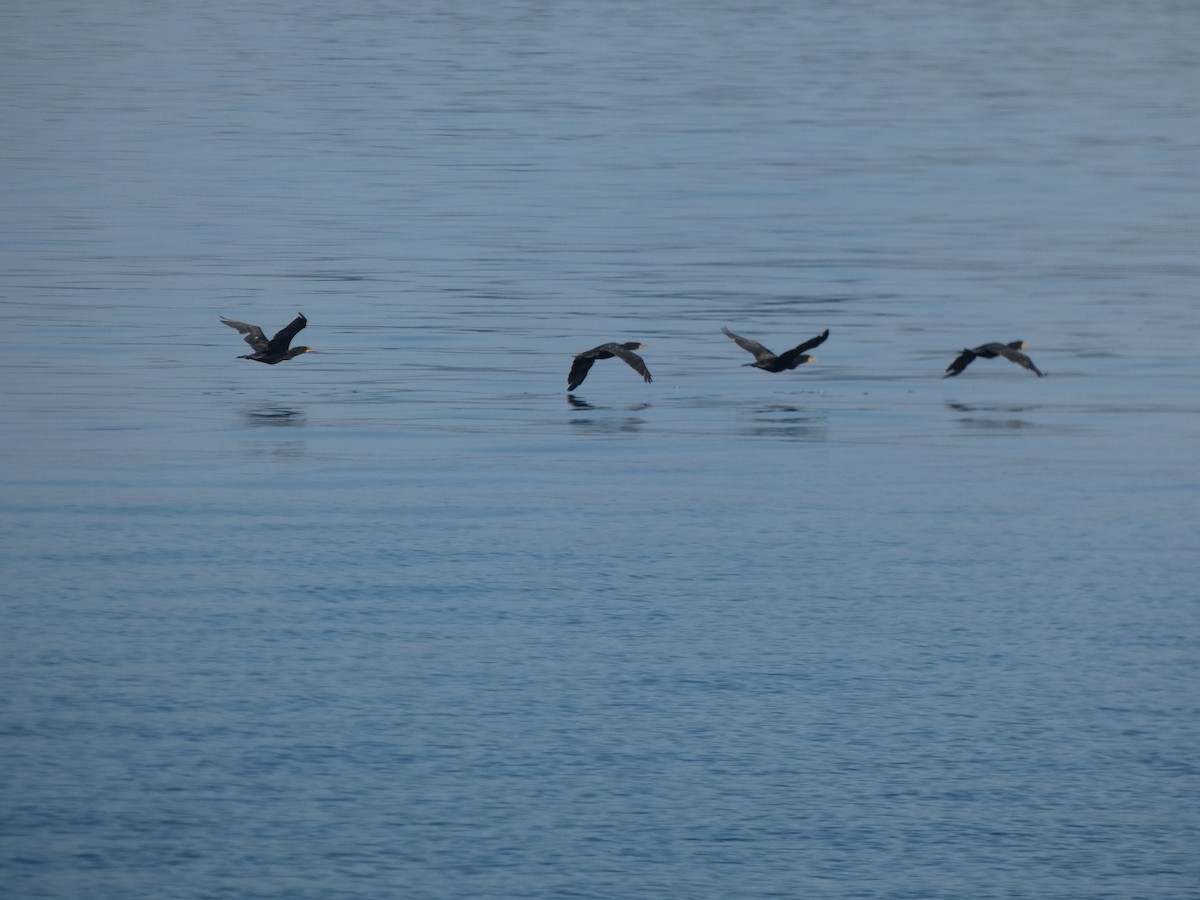 Double-crested Cormorant - ML643170032