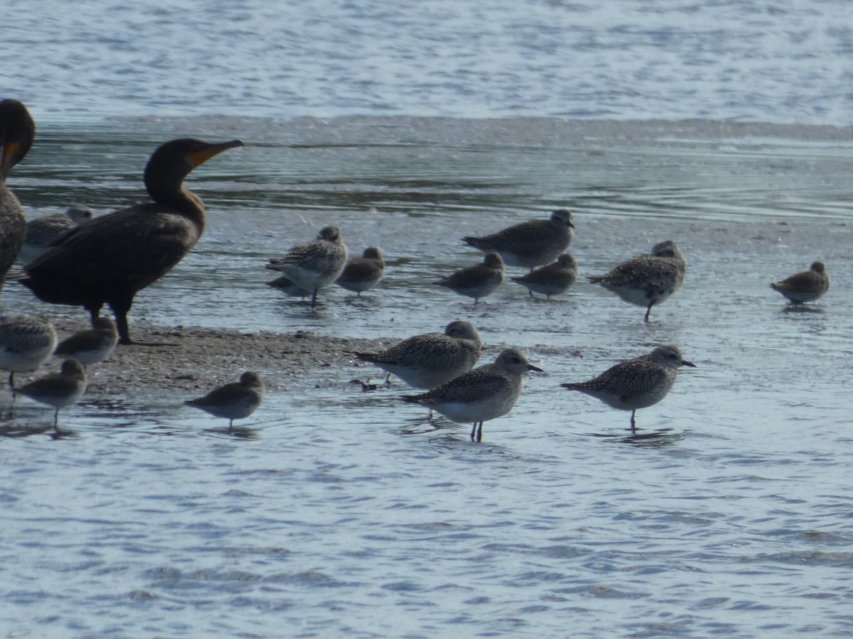 Black-bellied Plover - ML643170047