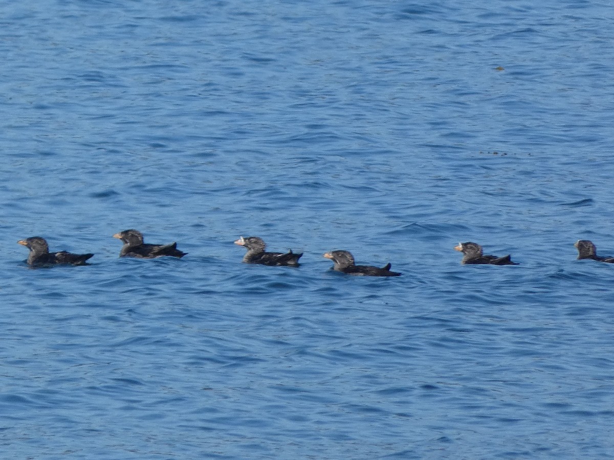 Rhinoceros Auklet - ML643170048
