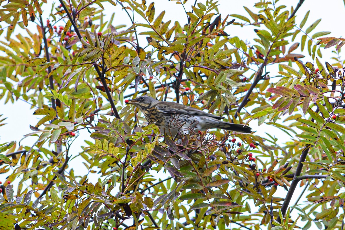 Fieldfare - ML643170069