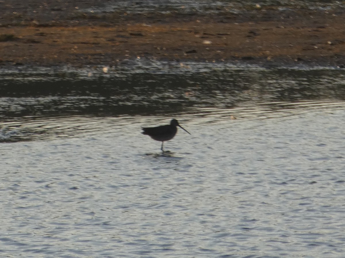 Long-billed Dowitcher - ML643170074