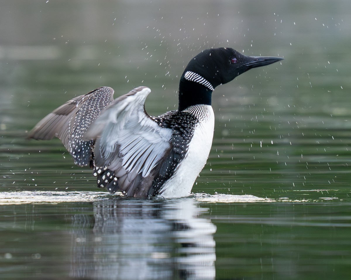 Plongeon huard - ML643170076