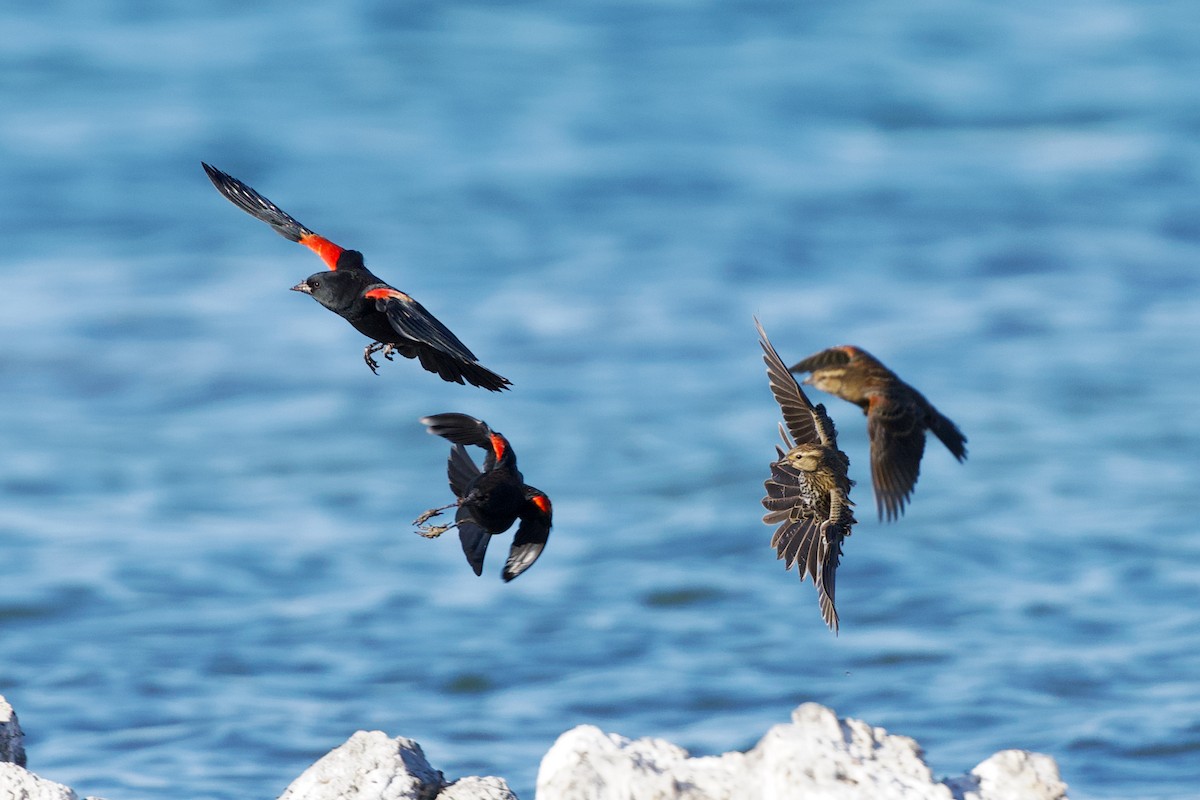 Red-winged Blackbird - ML643170077