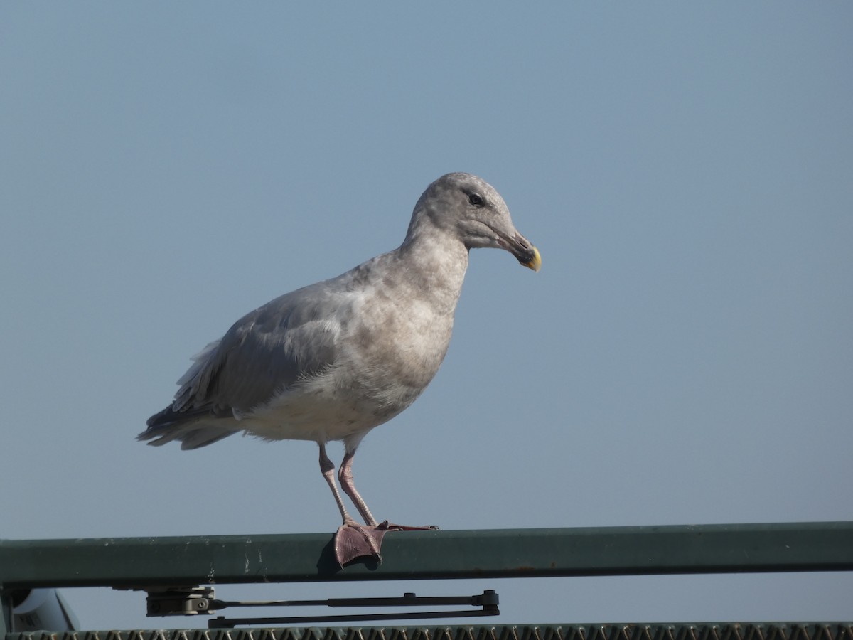 Glaucous-winged Gull - ML643170078