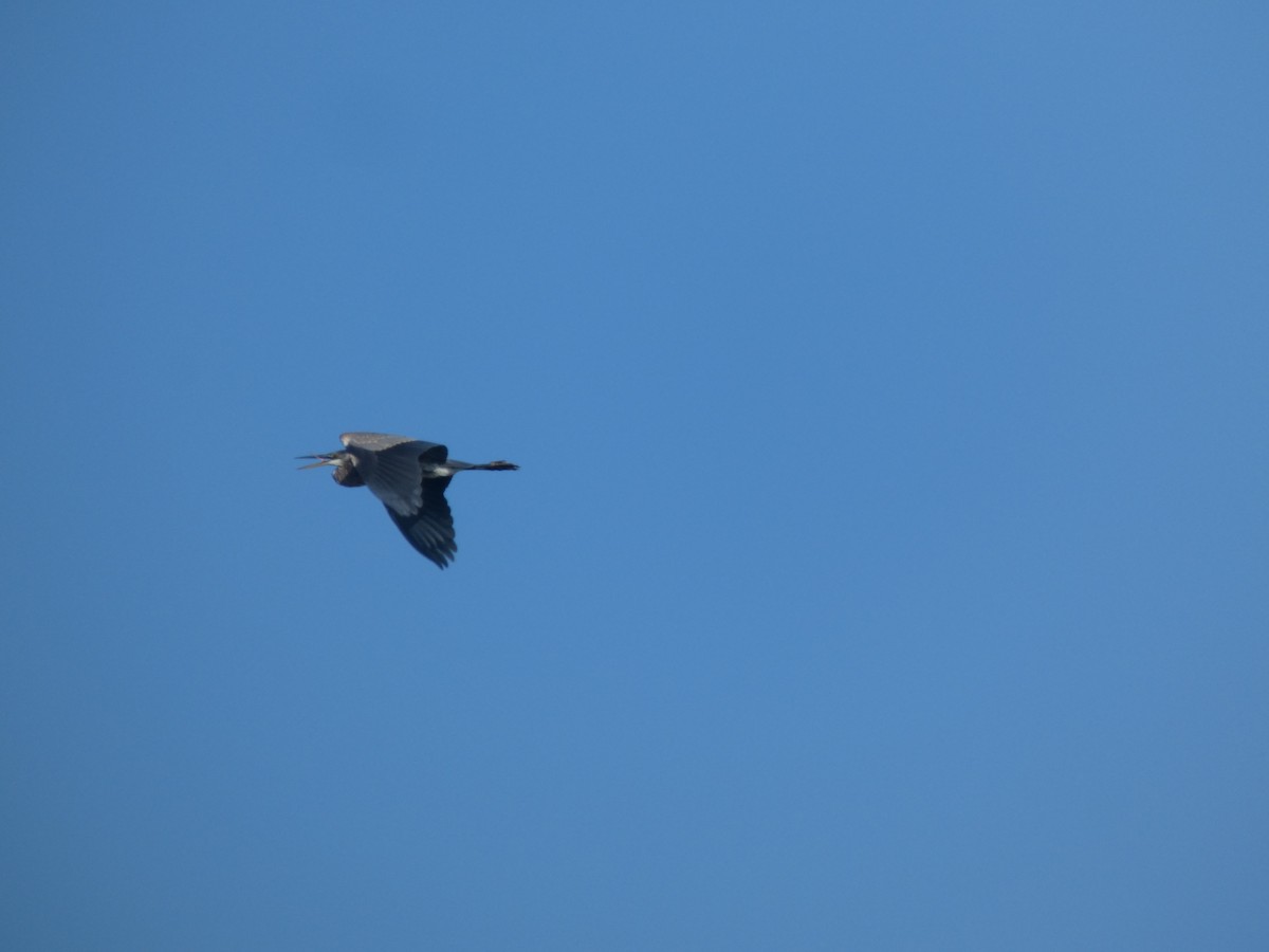 Great Blue Heron - ML643170094