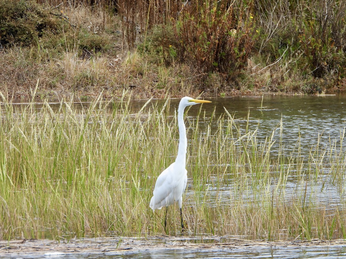 Grande Aigrette - ML643170095