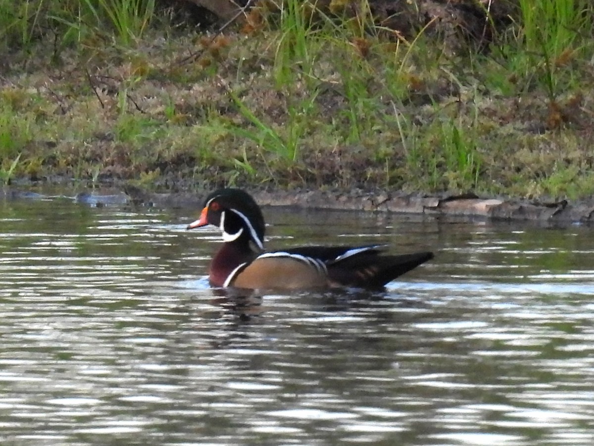 Wood Duck - ML643170117