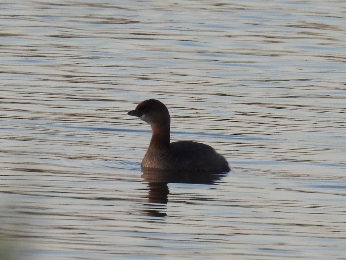 Pied-billed Grebe - ML643170122