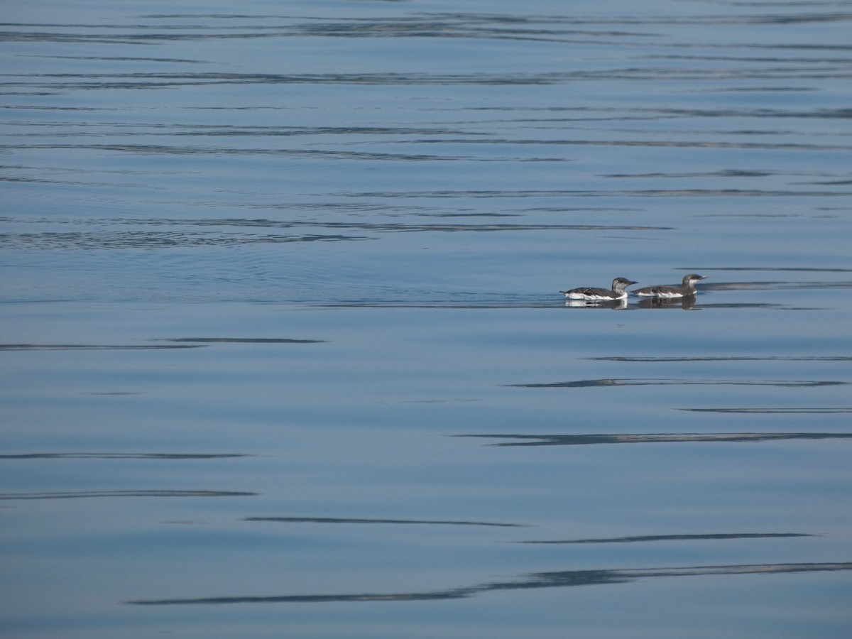 Common Murre - ML643170124