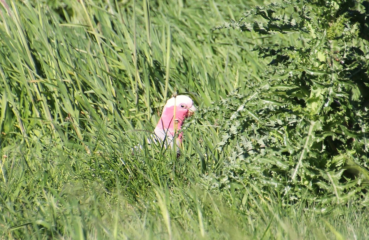 Galah - ML643170141