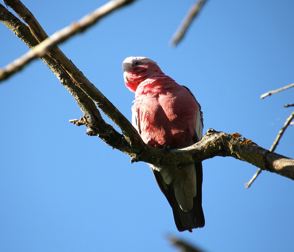 Galah - ML643170142