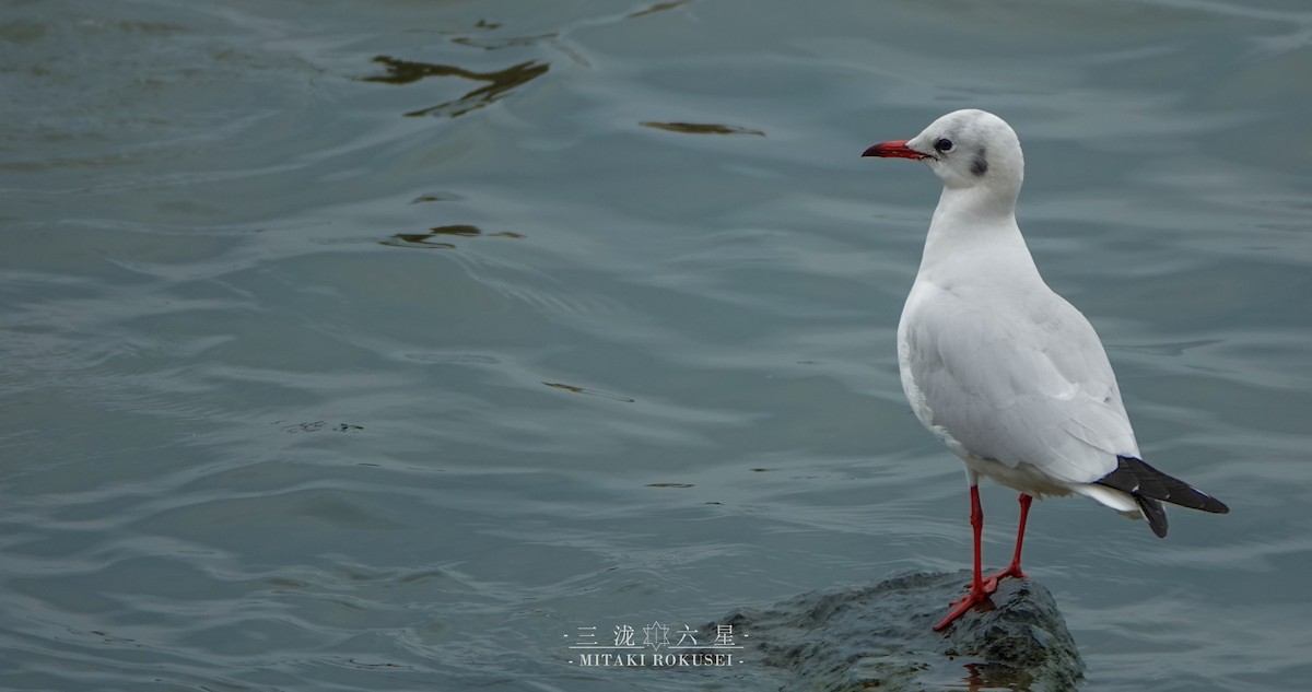 紅嘴鷗 - ML643170144