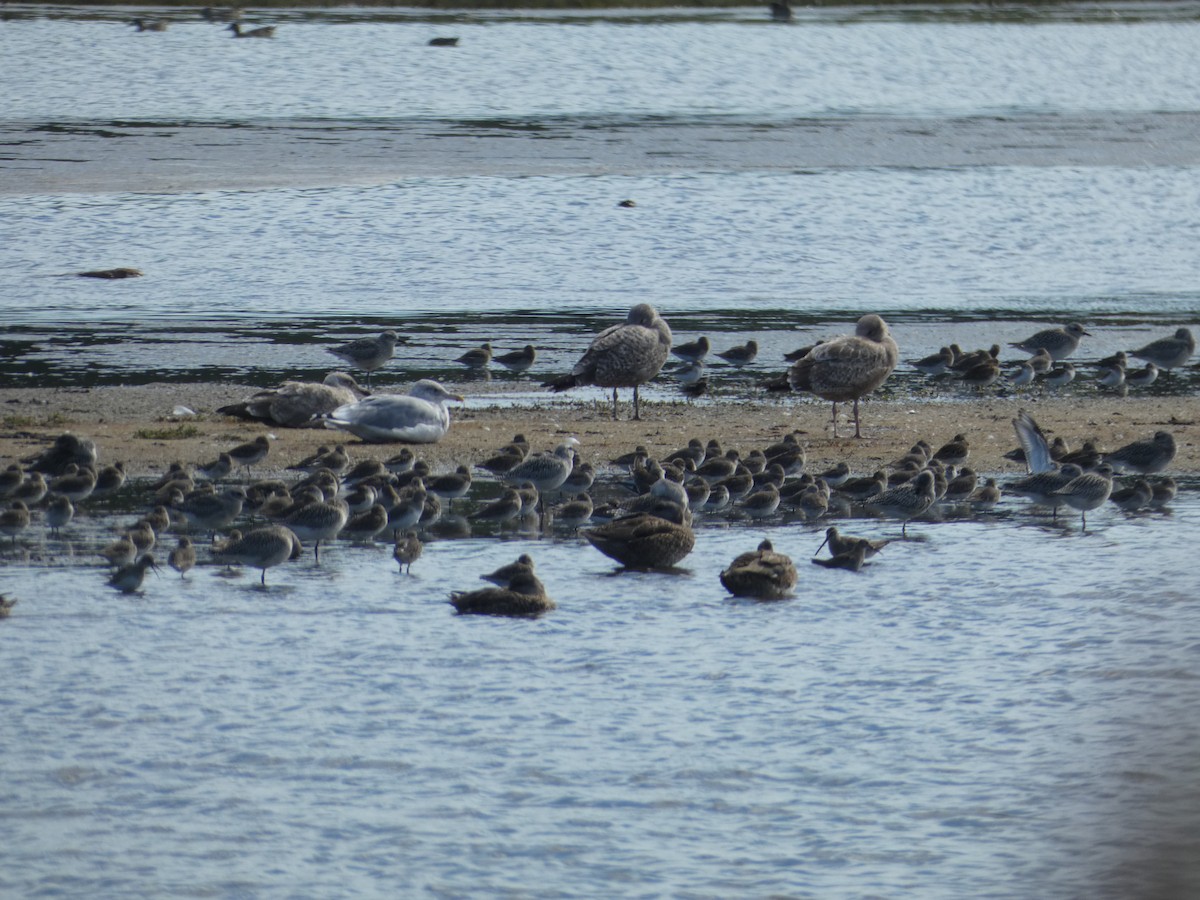Dunlin - ML643170149