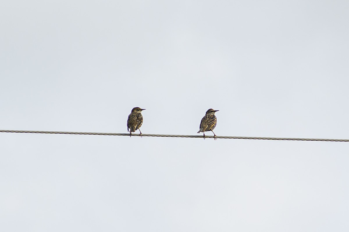 歐洲椋鳥 - ML643170151