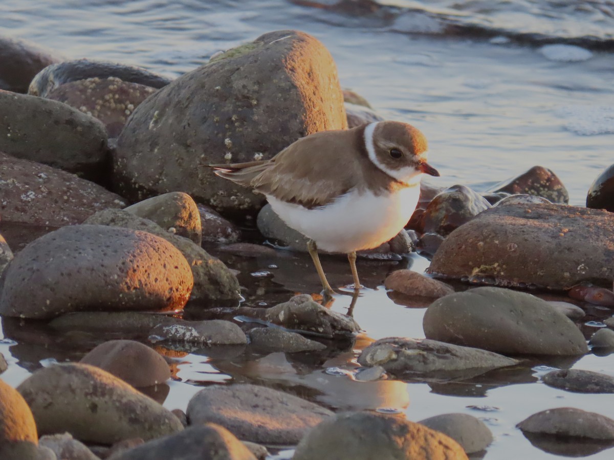 Semipalmated Plover - ML643170165