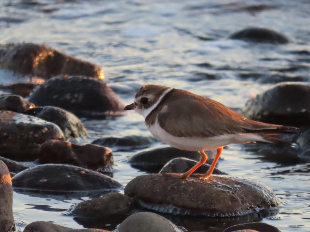 Semipalmated Plover - ML643170166