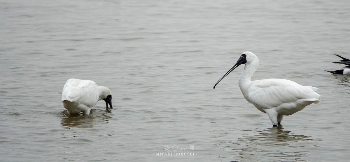 黑面琵鷺 - ML643170168