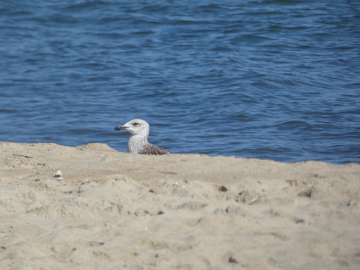 Great Black-backed Gull - ML643170169