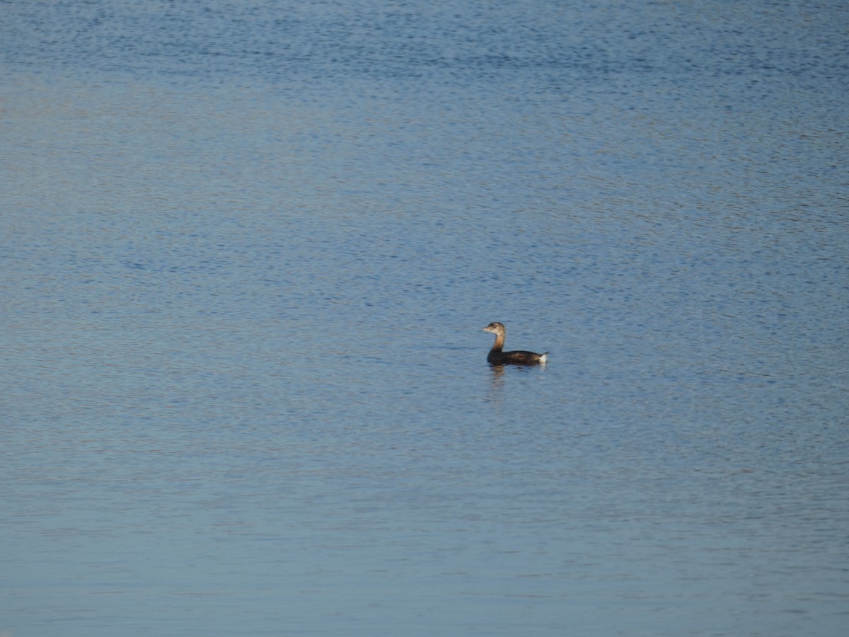 Pied-billed Grebe - ML643170171