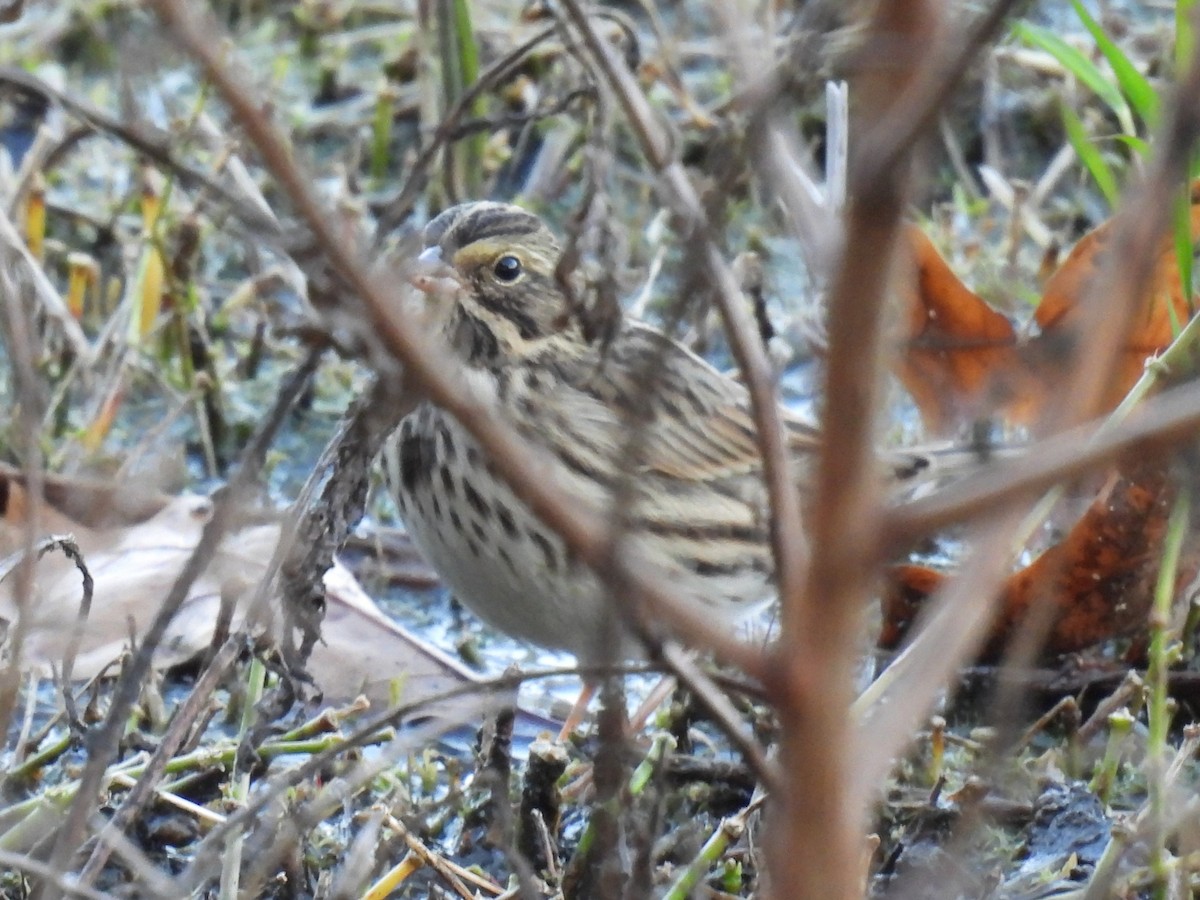 Savannah Sparrow - ML643170172