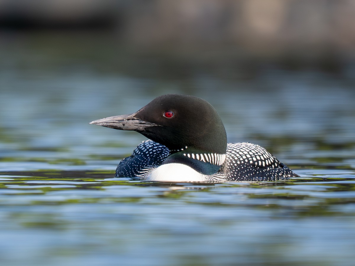Plongeon huard - ML643170174