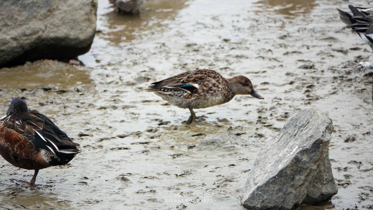 小水鴨(crecca) - ML643170177
