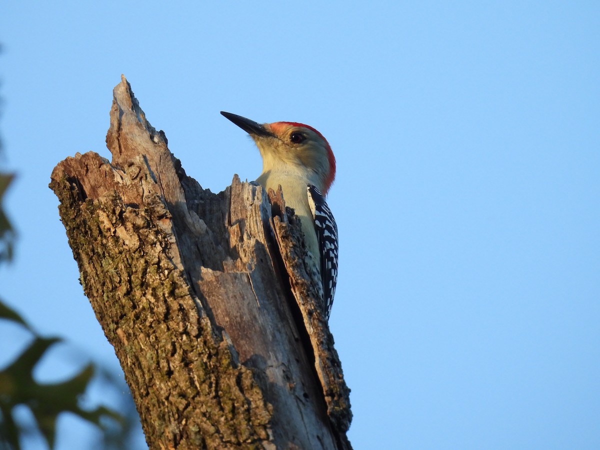 Red-bellied Woodpecker - ML643170180
