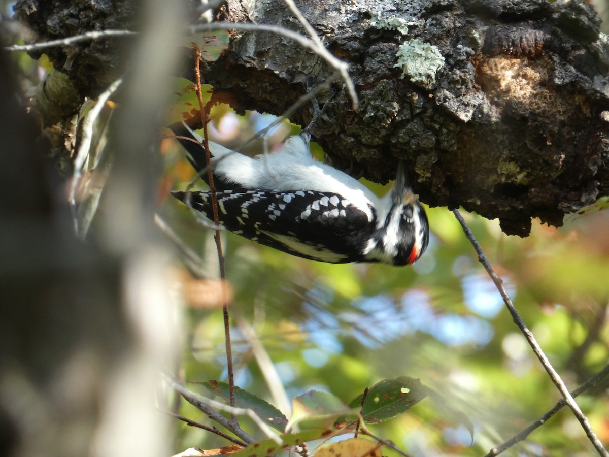 Hairy Woodpecker - ML643170186