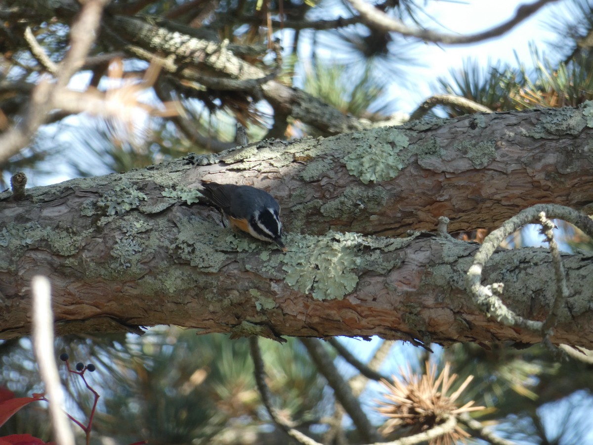 Red-breasted Nuthatch - ML643170195
