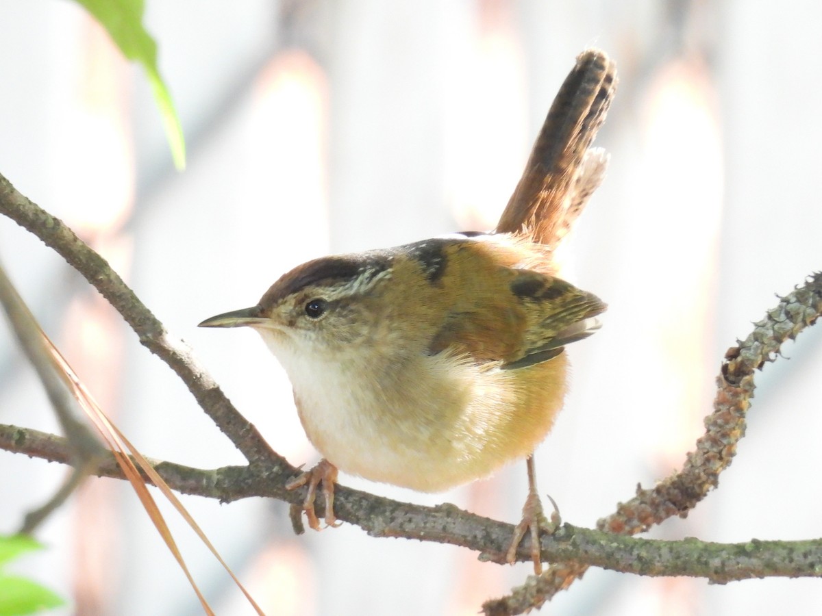 Marsh Wren - ML643170199