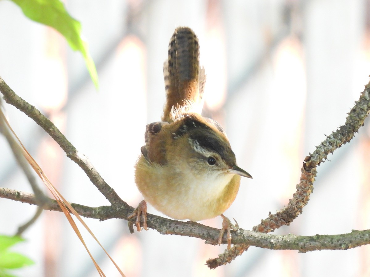 Marsh Wren - ML643170200