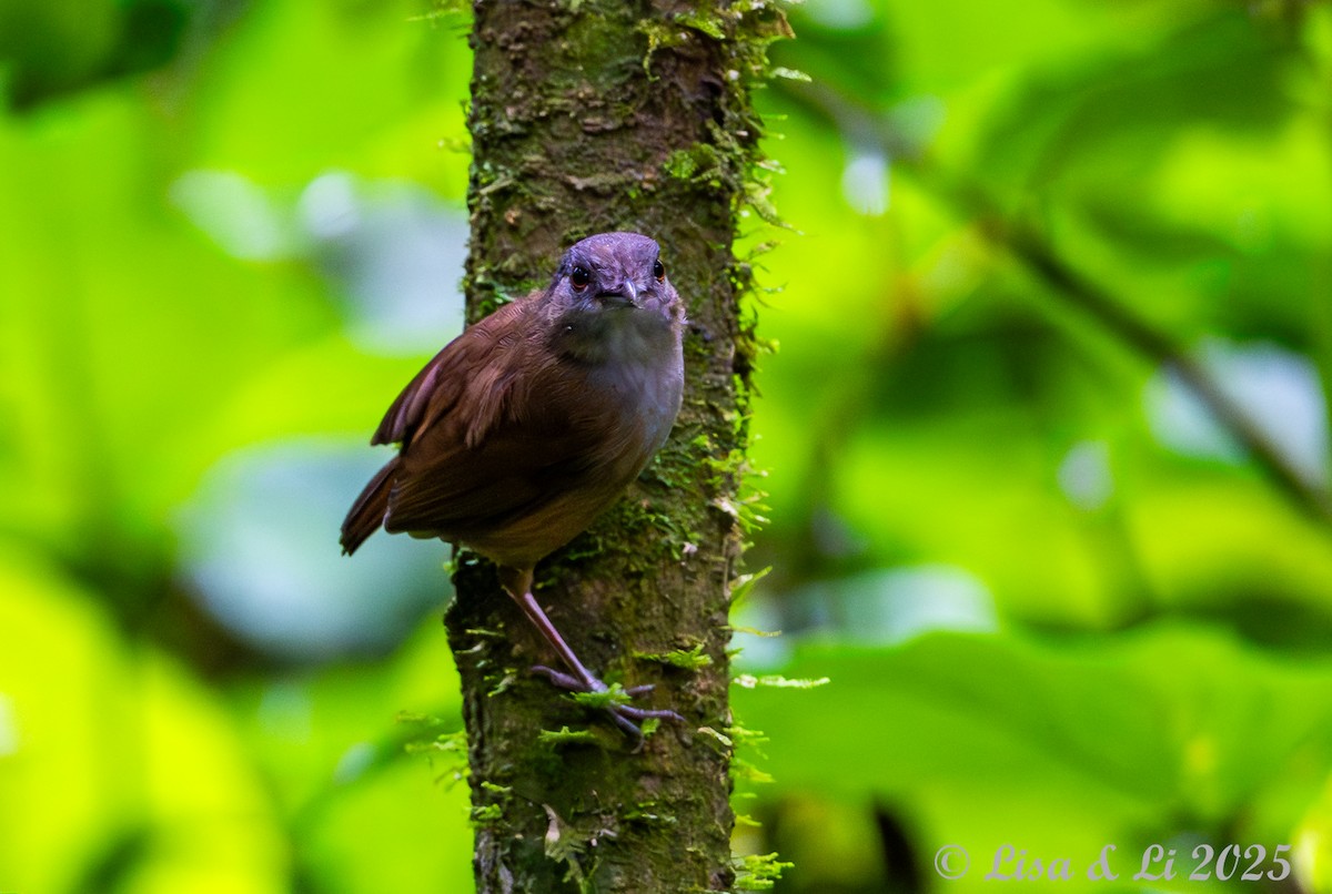 Horsfield's Babbler (Horsfield's) - ML643170201