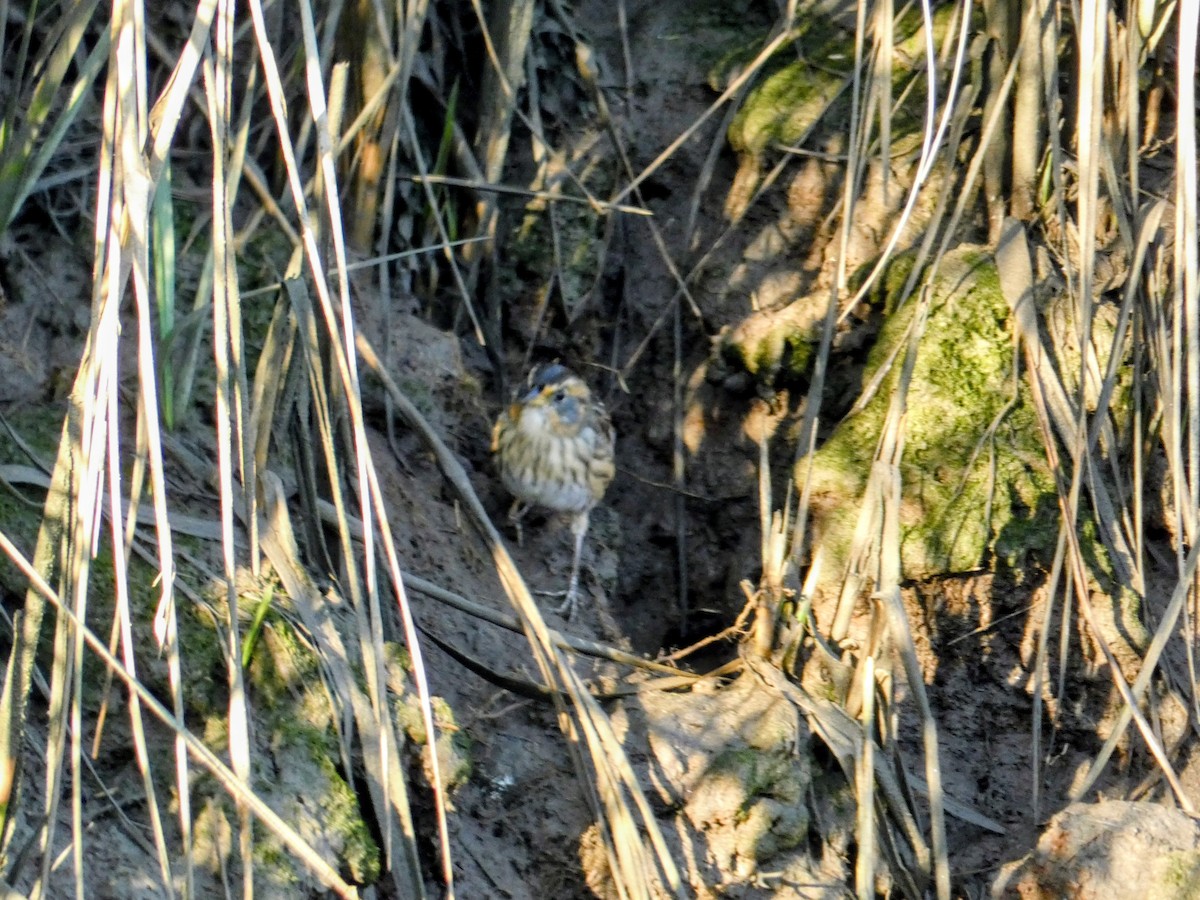 Saltmarsh Sparrow - ML643170207