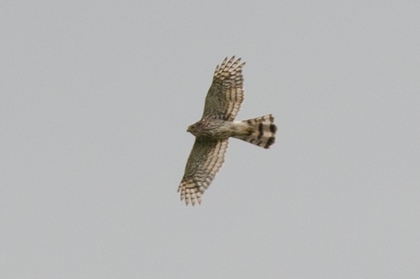 Cooper's Hawk - ML64317021