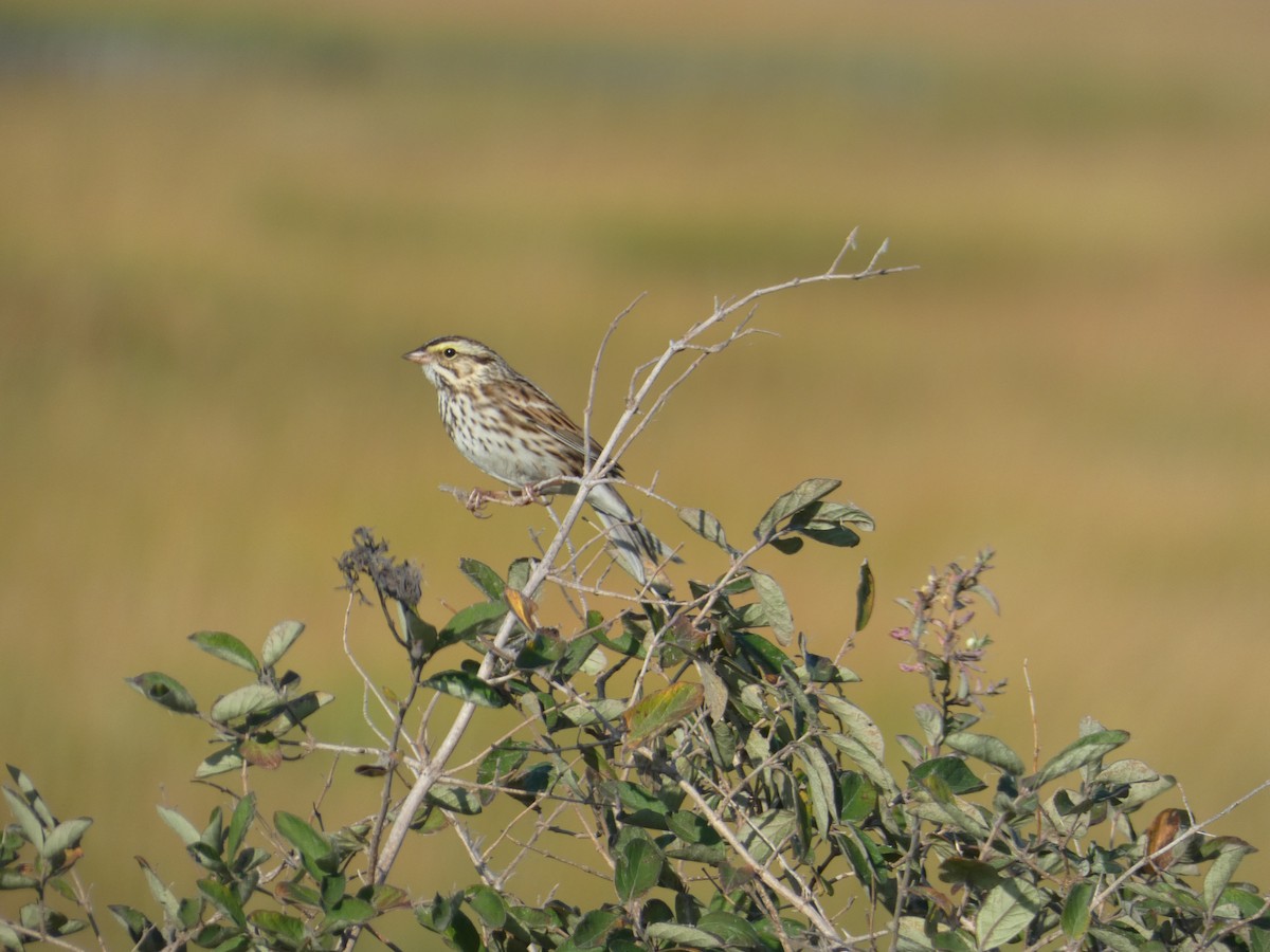 Savannah Sparrow - ML643170211