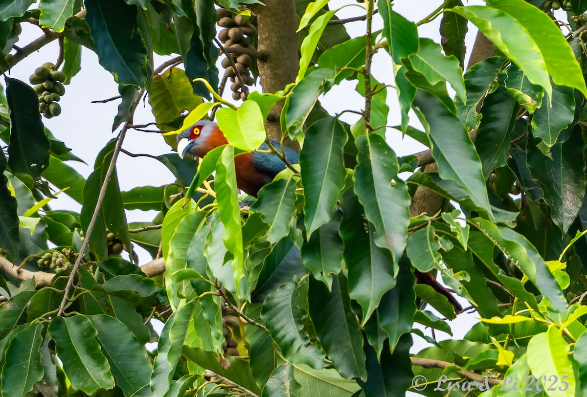 Chestnut-breasted Malkoha - ML643170212