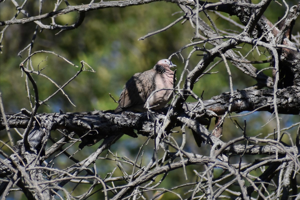 Spotted Dove - ML643170222
