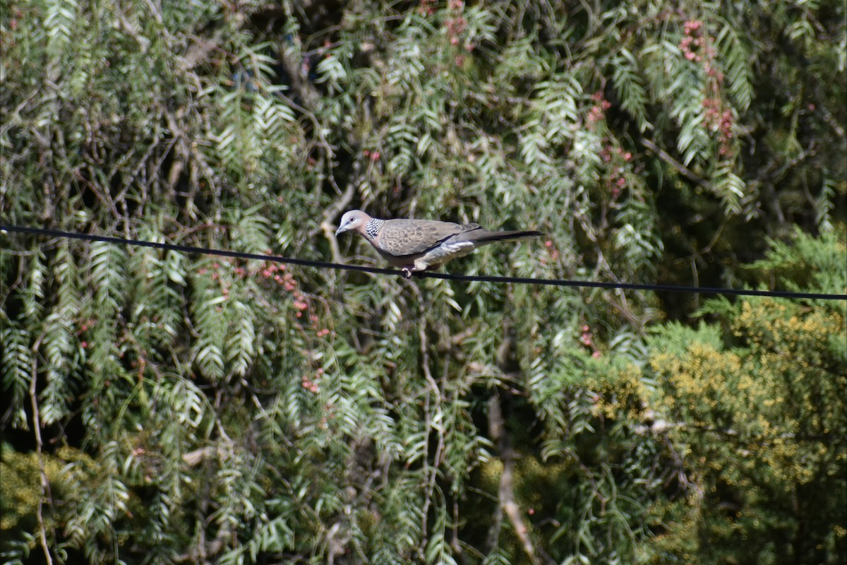 Spotted Dove - ML643170223