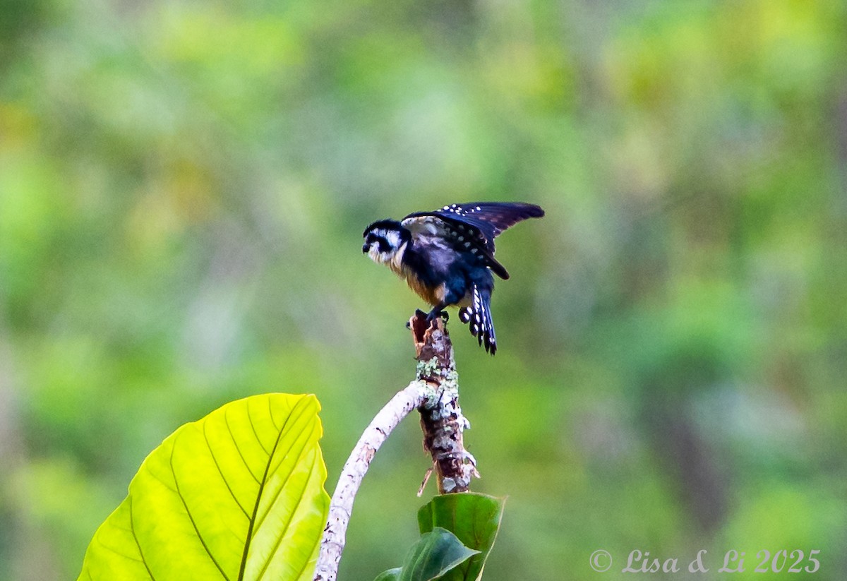 Black-thighed Falconet - ML643170240